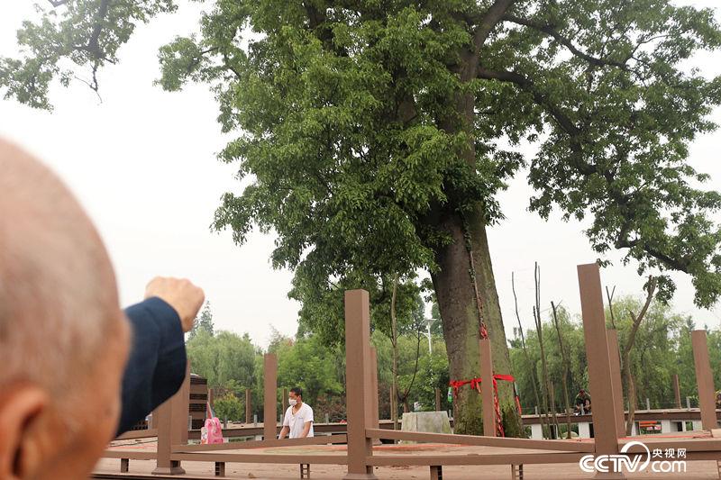 【汶川地震十年】千年紅豆樹(shù) 震后發(fā)新枝